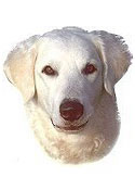 Kuvasz Stickers