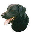 Black Labrador Full Color Vinyl Sticker
