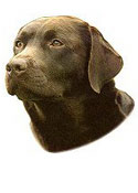 Chocolate Labrador Full Color Vinyl Sticker