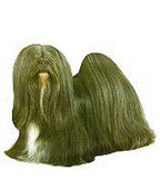 Lhasa Apso Full Color Vinyl Sticker