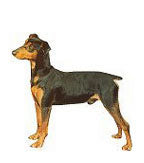 Miniature Pinscher Full Color Vinyl Sticker