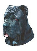 Neapolitan Mastiff Full Color Vinyl Sticker