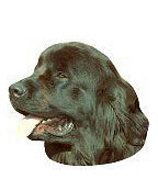 Newfoundland Stickers