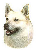 Norwegian Buhund Full Color Vinyl Sticker