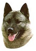 Norwegian Elkhound Full Color Vinyl Sticker
