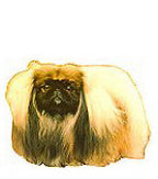 Pekingese Stickers