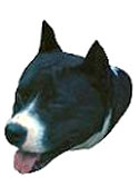 American Pit Bull Full Color Vinyl Sticker