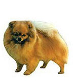 Pomeranian Stickers