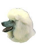 White Poodle Full Color Vinyl Sticker