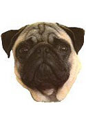 Pug Stickers
