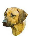 Rhodesian Ridgeback Full Color Vinyl Sticker