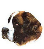 Saint Bernard Stickers