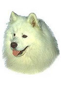 Samoyed Stickers
