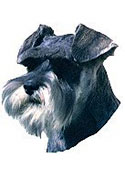 Schnauzer Stickers