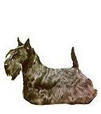 Scottish Terrier Full Color Vinyl Sticker