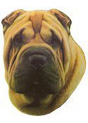 Shar Pei Full Color Vinyl Sticker