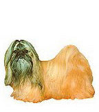 Shih Tzu Stickers