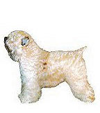 Soft Coated Wheaten Terrier Full Color Vinyl Sticker