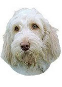 Spinone Italiano Full Color Vinyl Sticker