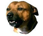 Staffordshire Bull Terrier Full Color Vinyl Sticker