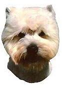 Westie Stickers