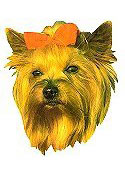 Yorkshire Terrier Full Color Vinyl Sticker
